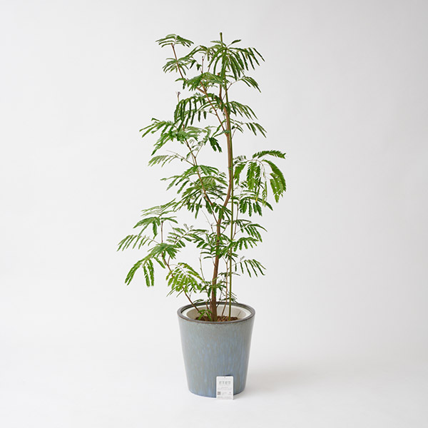 ＜屋外向き＞観葉植物　エバーフレッシュ（ねむの木）10号（底穴ありブルーブラック鉢カバー）