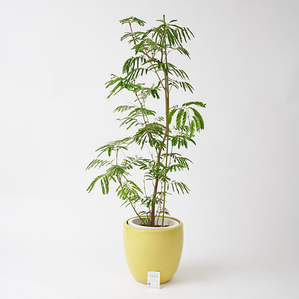 屋外向き＞観葉植物 エバーフレッシュ（ねむの木）10号（底穴あり ...