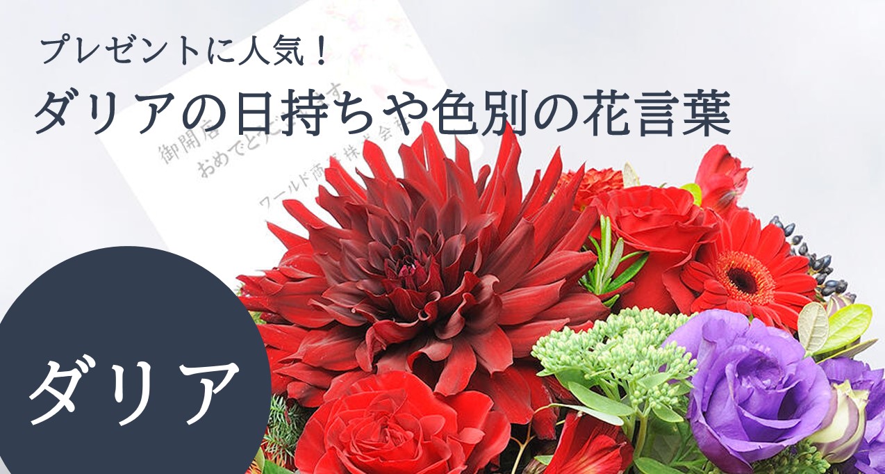 プレゼントに人気なダリアの日持ちや色別の花言葉