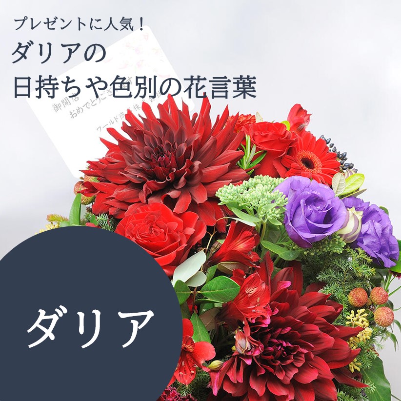 プレゼントに人気なダリアの日持ちや色別の花言葉