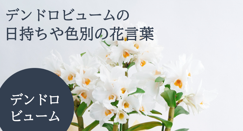 プレゼントに人気なデンドロビウム（デンドロビューム）の日持ちや色別の花言葉