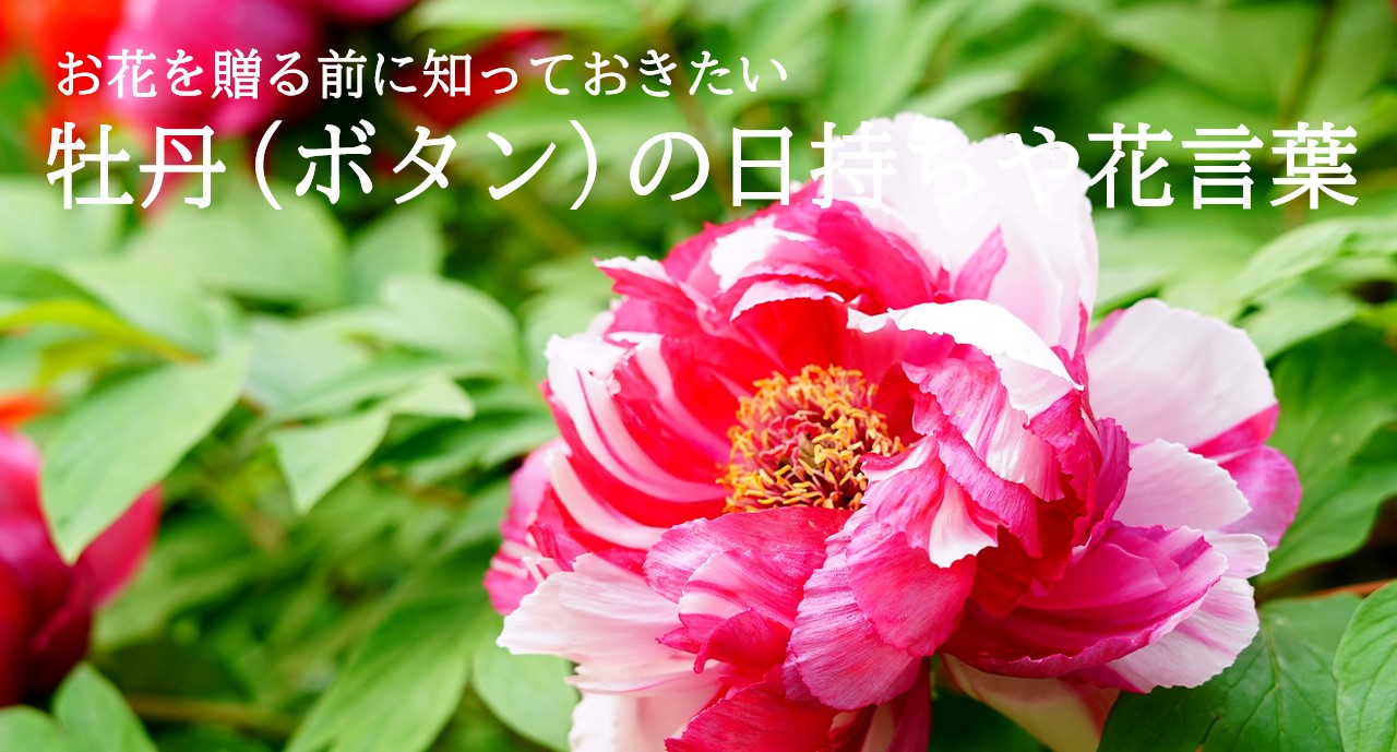 贈る前に知りたい！人気の牡丹（ボタン）の日持ちや色別の花言葉