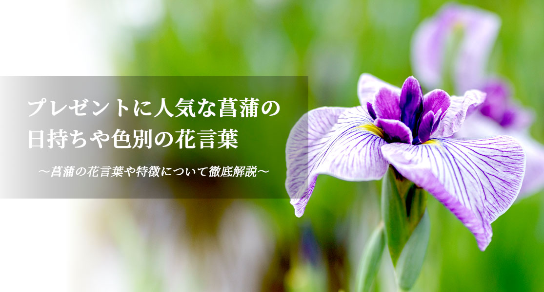 プレゼントに人気な菖蒲の日持ちや色別の花言葉