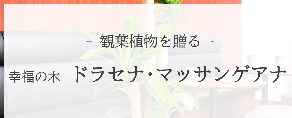 ＜贈答用観葉植物＞ドラセナ・マッサンゲアナを贈る