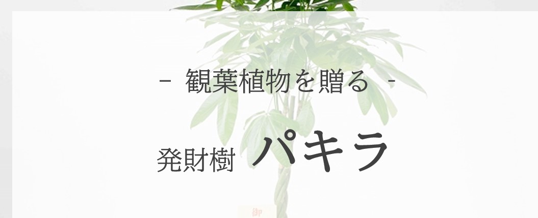 ＜贈答用観葉植物＞パキラ（発財樹）を贈る