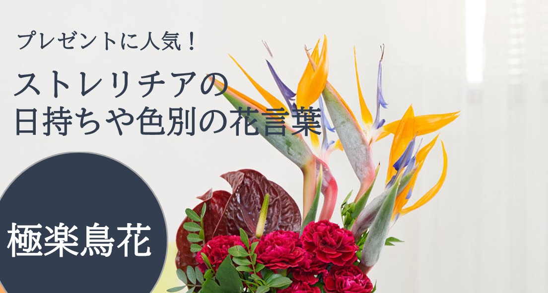 プレゼントに人気な極楽鳥花（ストレリチア）の日持ちや色別の花言葉